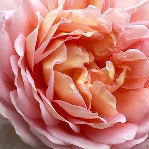 Kупить В Интернет-Магазине - Poзa Делпабра - розовая - Роза флорибунда  - роза с тонким запахом - Жорж Дельбар - Клумбовая роза нежного персиково-розового цвета со смешанным анисово-фруктовым запахом, похожая на старомодные розы.